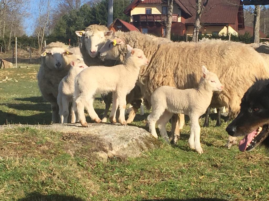 Penzion Farma Zleby Ceske Zleby Exterior foto